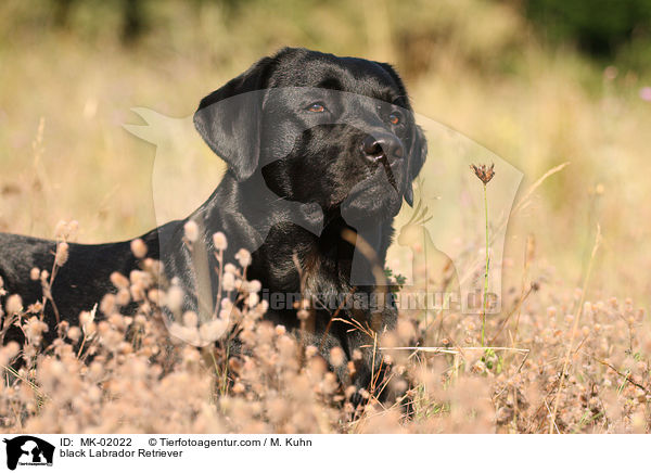 schwarzer Labrador Retriever / black Labrador Retriever / MK-02022