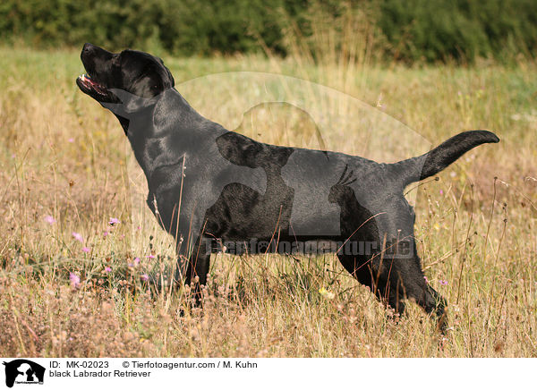 schwarzer Labrador Retriever / black Labrador Retriever / MK-02023