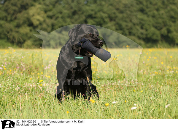 schwarzer Labrador Retriever / black Labrador Retriever / MK-02026