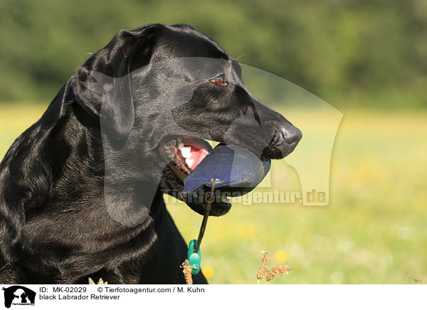 schwarzer Labrador Retriever / black Labrador Retriever / MK-02029
