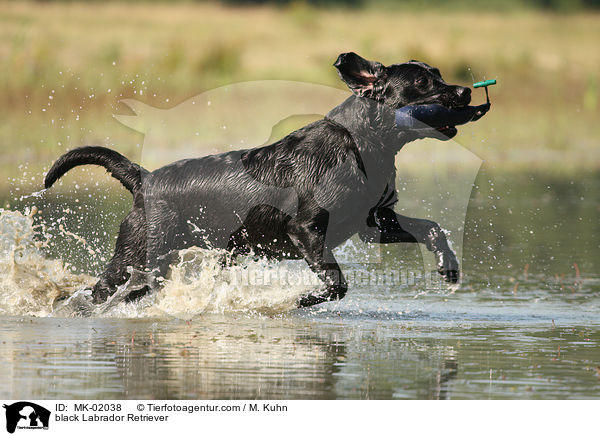 schwarzer Labrador Retriever / black Labrador Retriever / MK-02038