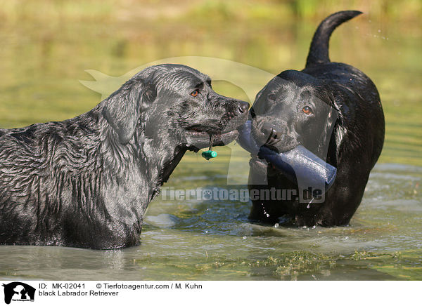 schwarze Labrador Retriever / black Labrador Retriever / MK-02041