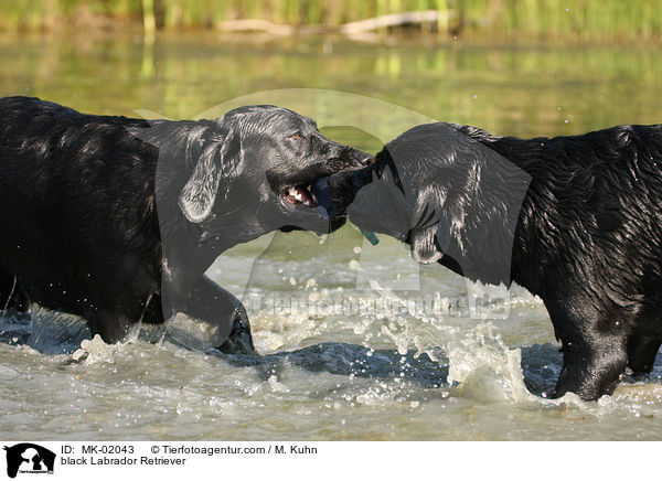 schwarze Labrador Retriever / black Labrador Retriever / MK-02043