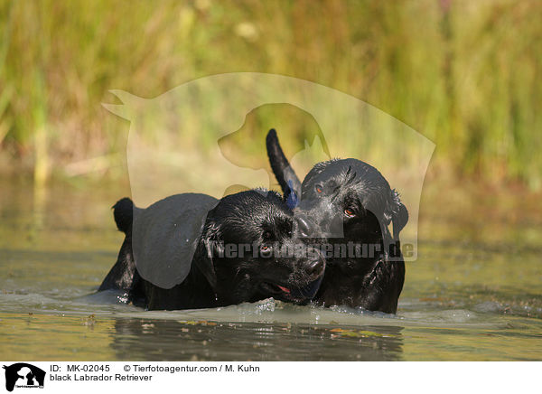 schwarze Labrador Retriever / black Labrador Retriever / MK-02045