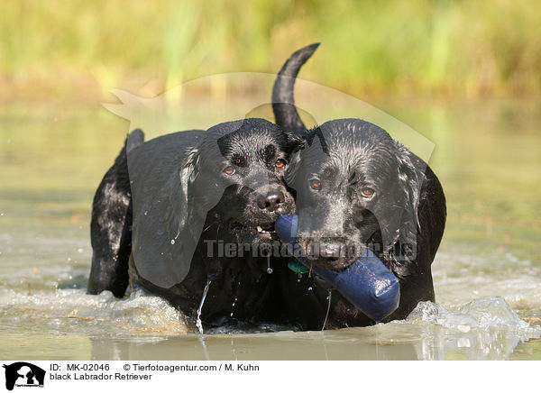 schwarze Labrador Retriever / black Labrador Retriever / MK-02046