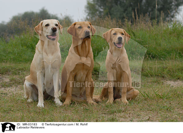 Labrador Retriever / Labrador Retrievers / MR-03183