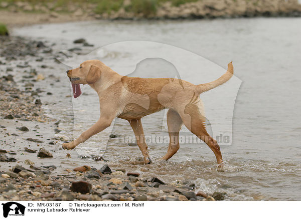 rennender Labrador Retriever / running Labrador Retriever / MR-03187