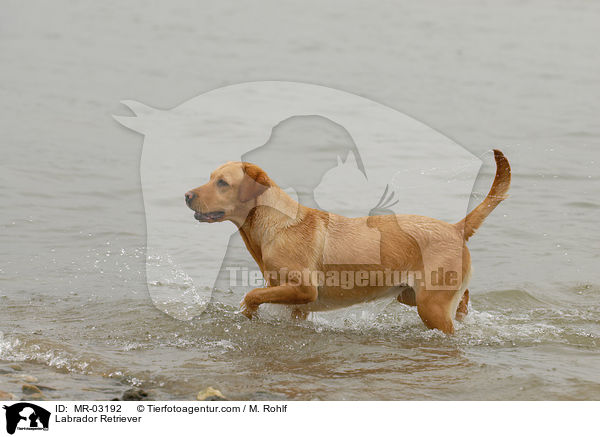 Labrador Retriever / Labrador Retriever / MR-03192