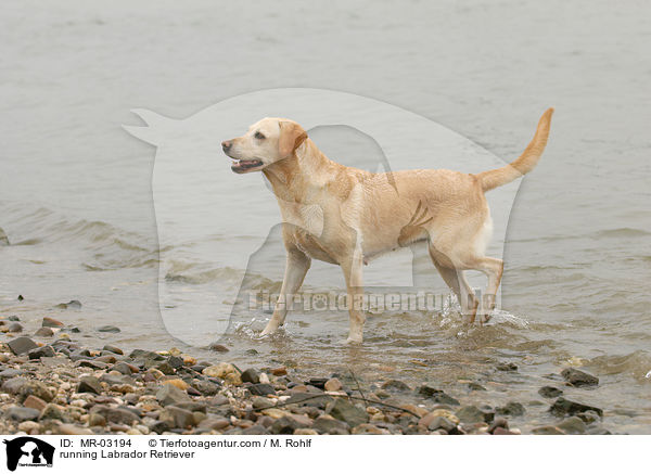 rennender Labrador Retriever / running Labrador Retriever / MR-03194