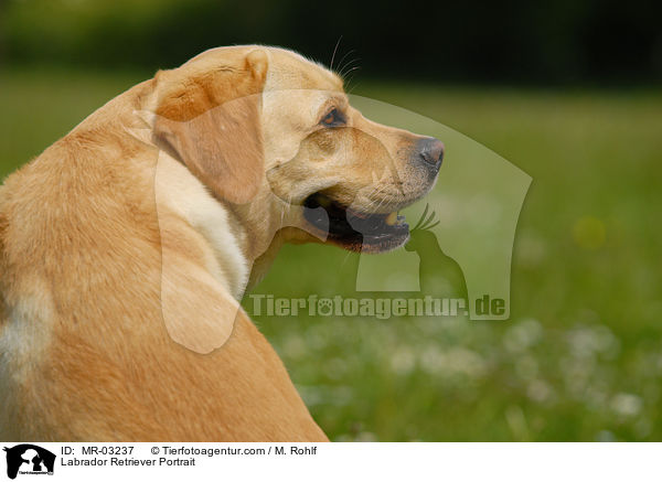 Labrador Retriever Portrait / Labrador Retriever Portrait / MR-03237