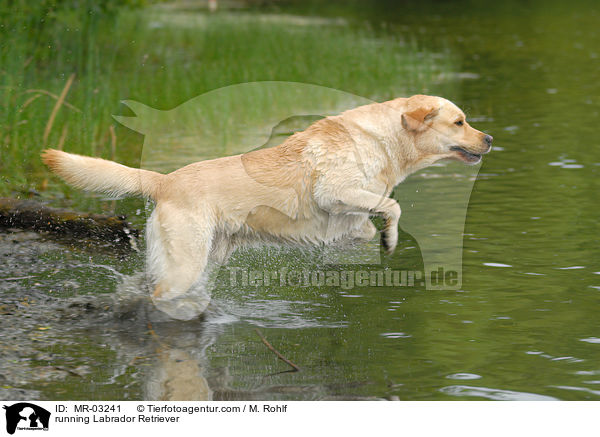 rennender Labrador Retriever / running Labrador Retriever / MR-03241