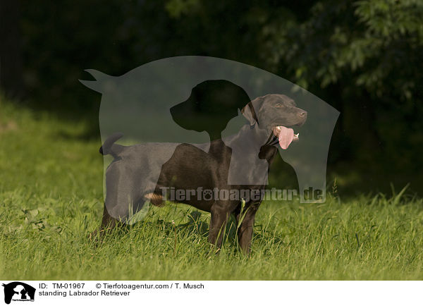 stehender Labrador Retriever / standing Labrador Retriever / TM-01967