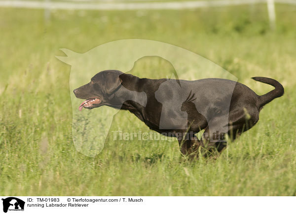 rennender Labrador Retriever / running Labrador Retriever / TM-01983