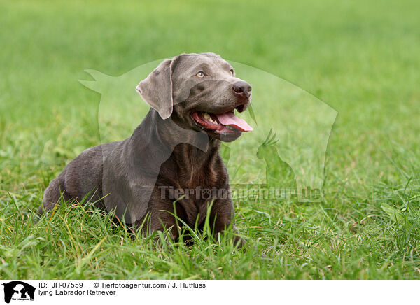 liegender Labrador Retriever / lying Labrador Retriever / JH-07559