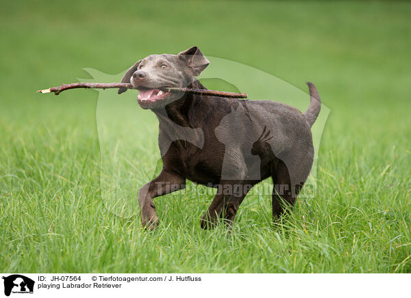 spielender Labrador Retriever / playing Labrador Retriever / JH-07564