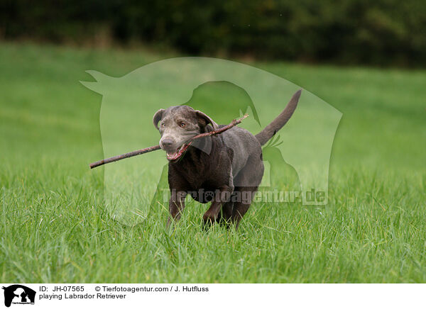 spielender Labrador Retriever / playing Labrador Retriever / JH-07565