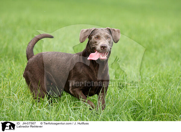 Labrador Retriever / Labrador Retriever / JH-07567