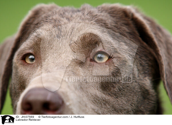 Labrador Retriever / Labrador Retriever / JH-07569