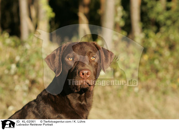 Labrador Retriever Portrait / Labrador Retriever Portrait / KL-02061