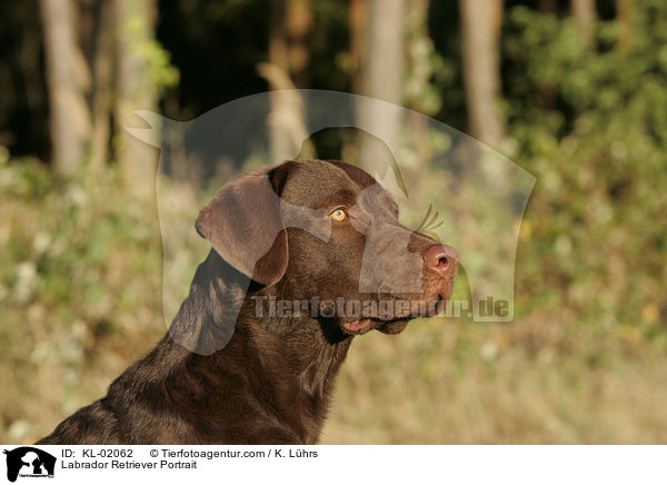 Labrador Retriever Portrait / Labrador Retriever Portrait / KL-02062