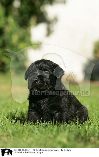 Labrador Retriever Welpe / Labrador Retriever puppy / KL-02067