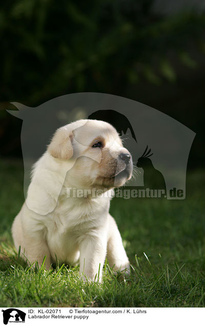 Labrador Retriever Welpe / Labrador Retriever puppy / KL-02071