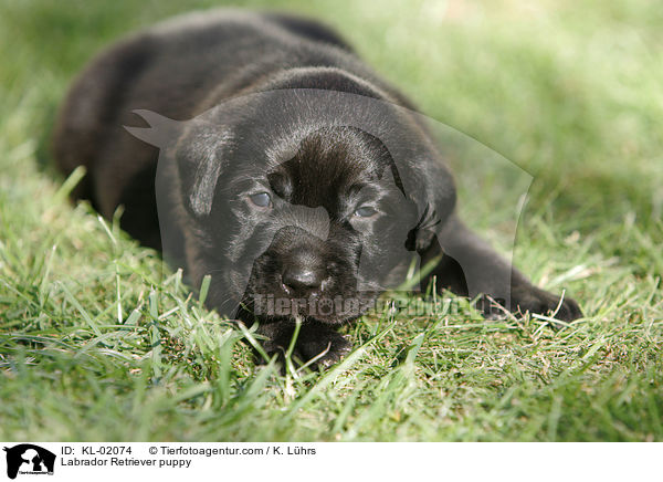 Labrador Retriever Welpe / Labrador Retriever puppy / KL-02074