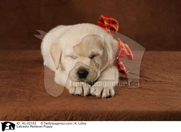 Labrador Retriever Welpe / Labrador Retriever Puppy / KL-02153