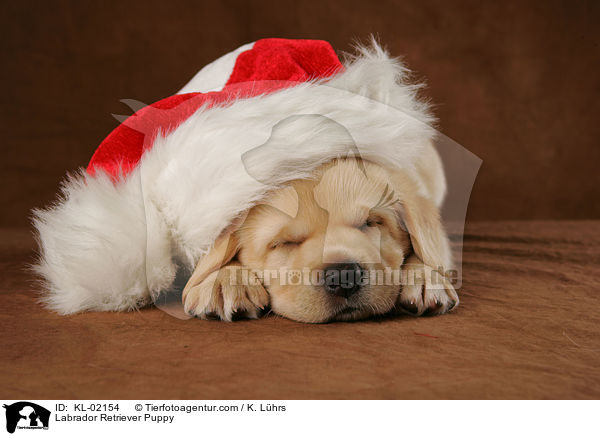 Labrador Retriever Welpe / Labrador Retriever Puppy / KL-02154