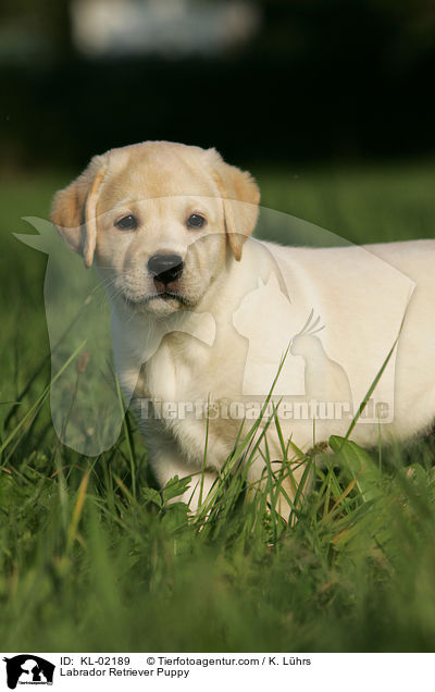 Labrador Retriever Welpe / Labrador Retriever Puppy / KL-02189