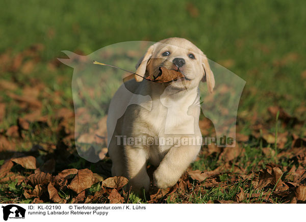 rennender Labrador Retriever Welpe / running Labrador Retriever Puppy / KL-02190