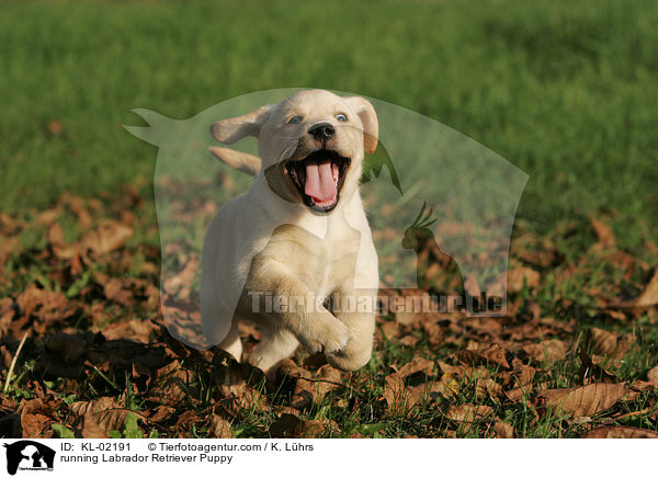 rennender Labrador Retriever Welpe / running Labrador Retriever Puppy / KL-02191