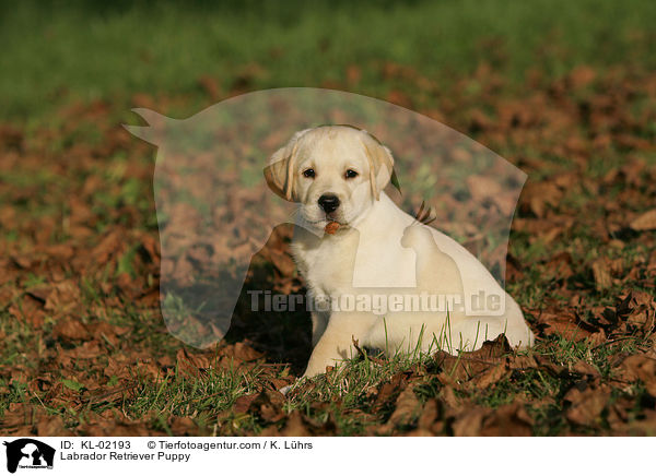 Labrador Retriever Welpe / Labrador Retriever Puppy / KL-02193