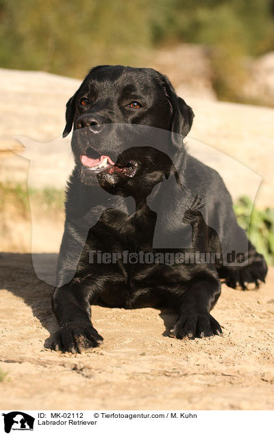 Labrador Retriever / Labrador Retriever / MK-02112