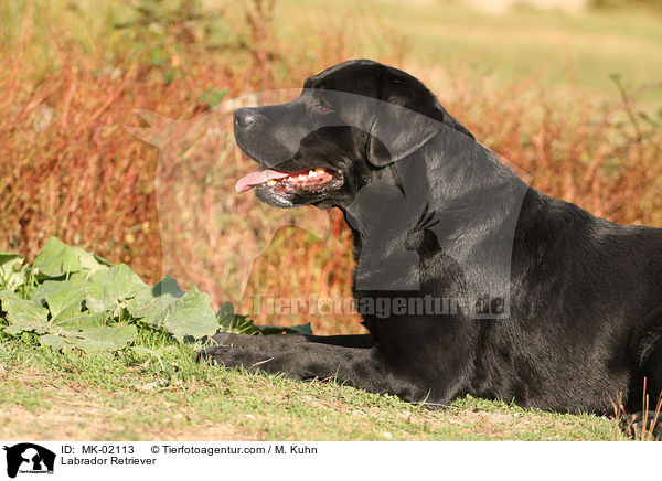 Labrador Retriever / Labrador Retriever / MK-02113