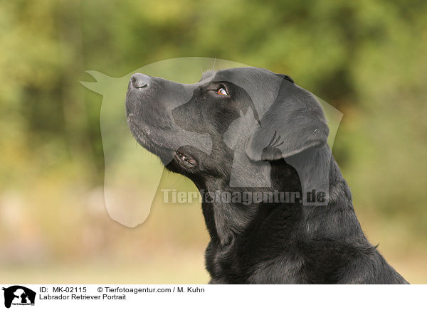 Labrador Retriever Portrait / Labrador Retriever Portrait / MK-02115