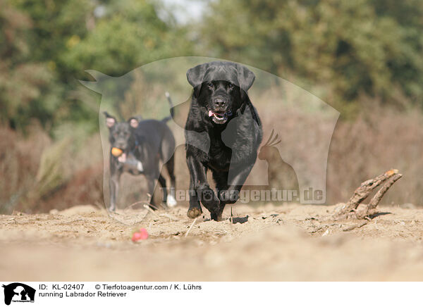rennender Labrador Retriever / running Labrador Retriever / KL-02407