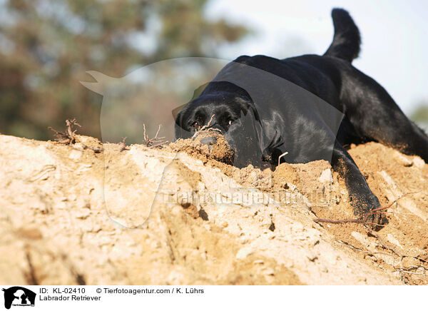 Labrador Retriever / Labrador Retriever / KL-02410