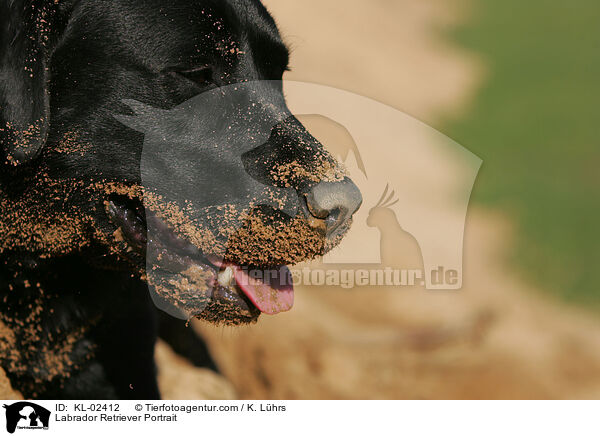 Labrador Retriever Portrait / Labrador Retriever Portrait / KL-02412