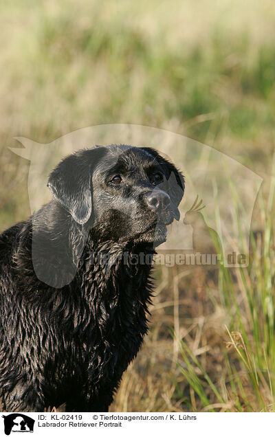Labrador Retriever Portrait / Labrador Retriever Portrait / KL-02419