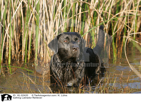 badender Labrador Retriever / bathing Labrador Retriever / KL-02420