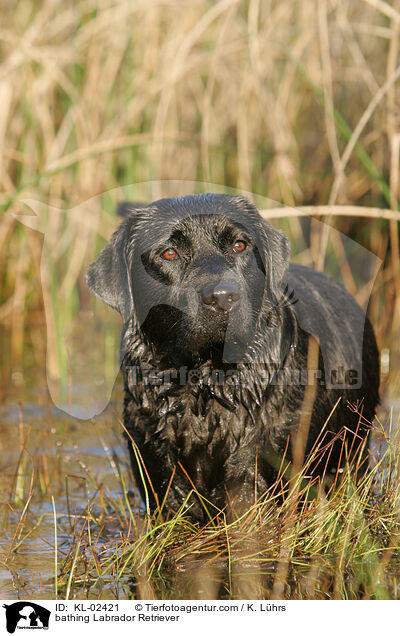 badender Labrador Retriever / bathing Labrador Retriever / KL-02421