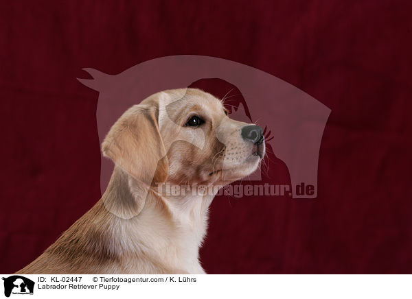 Labrador Retriever Welpe / Labrador Retriever Puppy / KL-02447