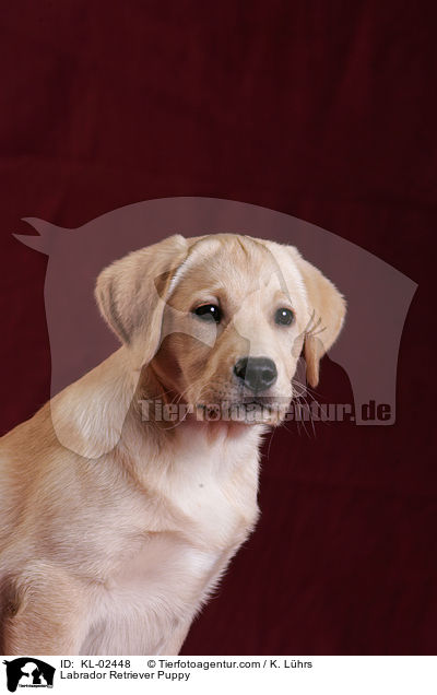 Labrador Retriever Welpe / Labrador Retriever Puppy / KL-02448
