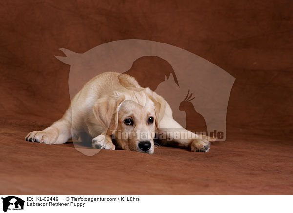 Labrador Retriever Welpe / Labrador Retriever Puppy / KL-02449