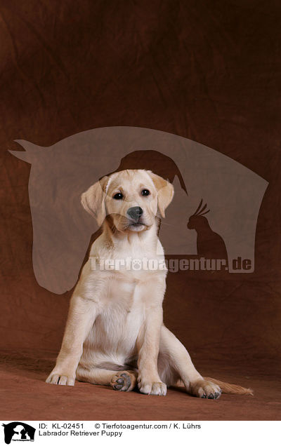 Labrador Retriever Welpe / Labrador Retriever Puppy / KL-02451