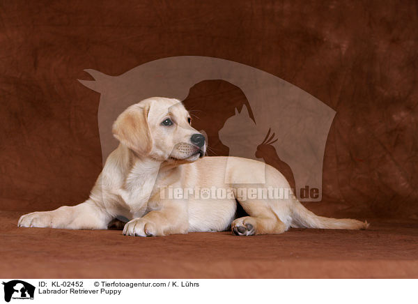 Labrador Retriever Welpe / Labrador Retriever Puppy / KL-02452