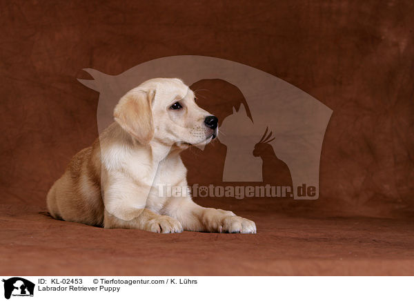 Labrador Retriever Welpe / Labrador Retriever Puppy / KL-02453