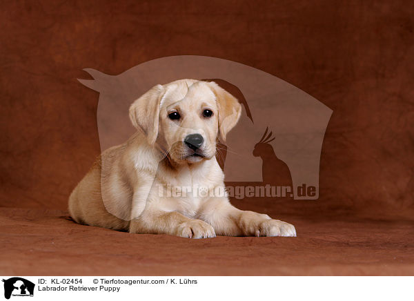 Labrador Retriever Welpe / Labrador Retriever Puppy / KL-02454