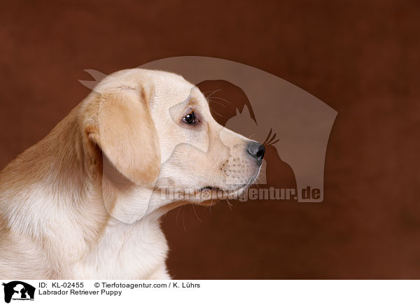 Labrador Retriever Welpe / Labrador Retriever Puppy / KL-02455